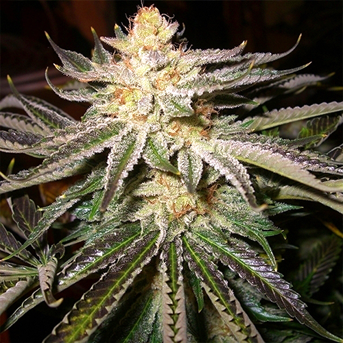 CRDH60%DGN35%リキッド 1ml Northern Lights CRDH60%DGN35%リキッド 1ml Northern Lights